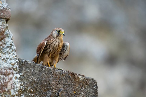 Kestrel (Falco tinnunculus), Gerolstein, Rhineland-Palatinate, Germany