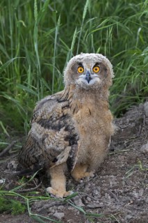 Eurasian eagle-owl (Bubo bubo), young European eagle-owl owlet sitting exposed on the ground in