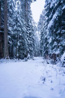 Snow-covered forest path lined with tall fir trees, peaceful winter atmosphere, Enzklösterle, Calw