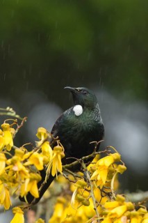 Tui on kowhai flowers