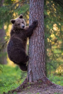 Eurasian Brown Bear (Ursus arctos) climbing tree in forest, Finland