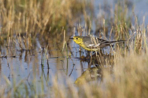 Citrine Wagtail (Motacilla citreola) female, Dornod Province, Mongolia