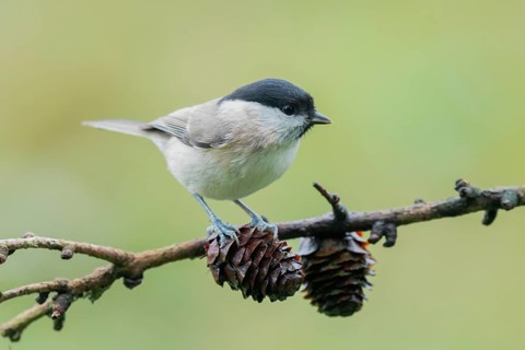 Marsh Tit (Poecile palustris) perched on a branch, Lower Saxony, Germany