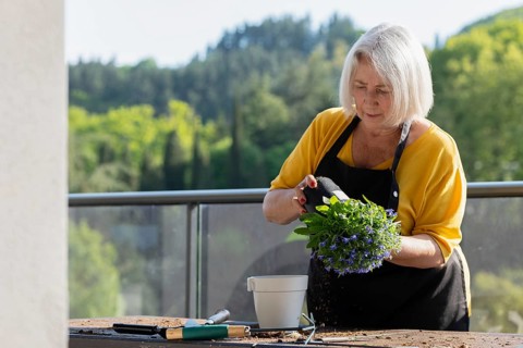 Elderly woman tending to flowers in a sunny outdoor setting. She carefully transplants blue flowers