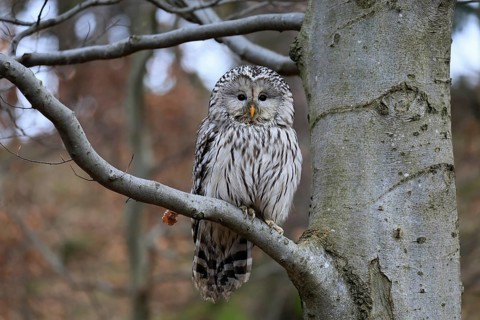 Hawk owl (Strix uralensis), adult, in winter, on tree, Bohemian Forest, Czech Republic, Europe,