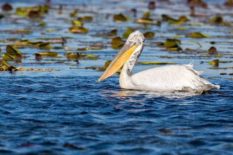 Dalmatian Pelican (Pelecanus crispus), Romania