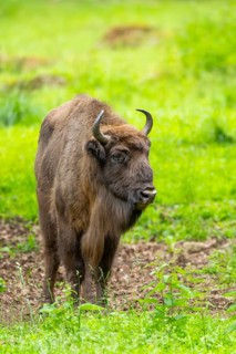 European bison (Bison bonasus) standing on a meadow in summer, Bavarian Forest, Germany