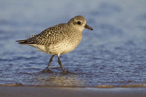 Grey Plover (Pluvialis squatarola), Asturias, Spain