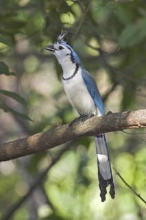 White-throated Magpie-jay (Calocitta formosa), Costa Rica