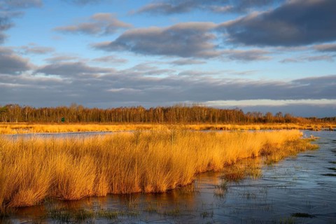 Wide, wintry Goldenstedt moor with pipe grass in the evening light, Goldenstedt, Lower Saxony,