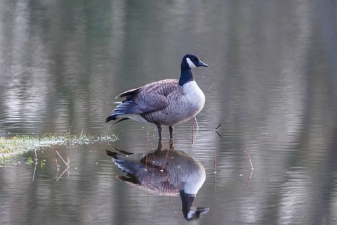 Canada Goose (Branta canadensis), North Rhine-Westphalia, Germany