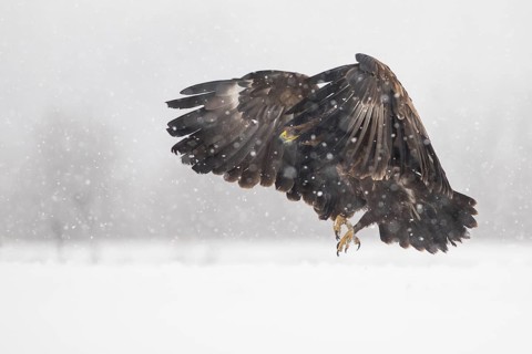 Greater Spotted Eagle (Clanga clanga) landing on snow, Subotica, Serbia