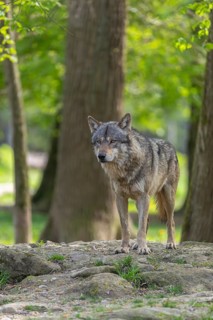 One eurasian gray wolf (Canis lupus lupus) standing on a rock in an open forest. Grass, logs and
