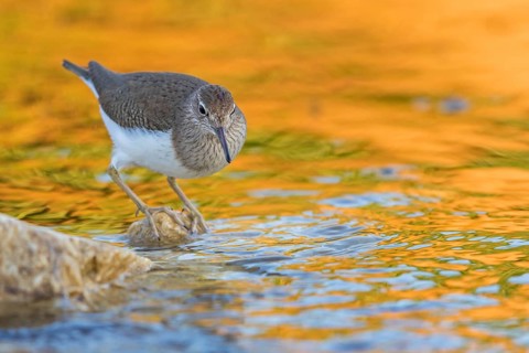 Flussuferläufer, Flußuferläufer, Common Sandpiper, Actitis hypoleucos, Tringa hypoleucos, Chevalier
