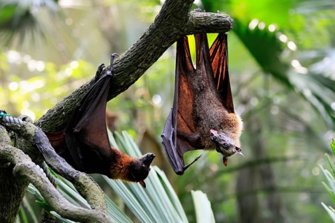 Kalong flying fox (Pteropus vampyrus), adult, two animals, in sleeping tree, during the day,