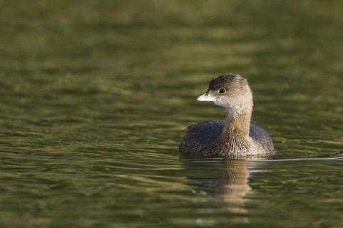 Pied-billed Grebe (Podilymbus podiceps), Arizona, USA