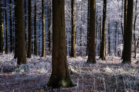 Wintery forest with hoarfrost on Königstuhl mountain, Rhein-Neckar district, Baden-Württemberg,