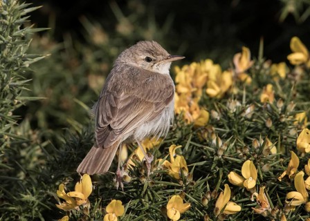 Booted Warbler (Iduna caligata) perched on a branch, Wales, United Kingdom
