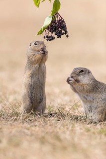 One European ground squirrel (Spermophilus citellus) or European souslik standing erected in dry