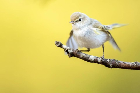 Western Bonelli's Warbler (Phylloscopus bonelli) perched on a branch, Andalusia, Spain