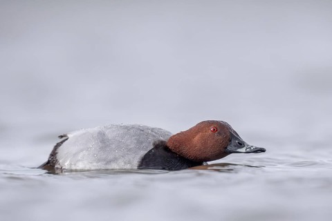 Common Pochard (Aythya ferina) male, Schleswig-Holstein, Germany
