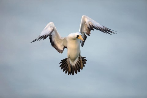 Masked Booby (Sula dactylatra tasmani) flying, Norfolk Island