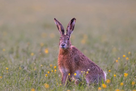 European hare (Lepus europaeus) in wet tall grass, Stuttgart, Rosensteinpark, Baden-Württemberg,