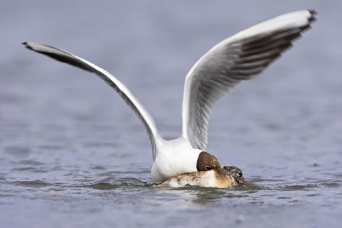 Black-headed Gull (Chroicocephalus ridibundus) juvenile, Germany