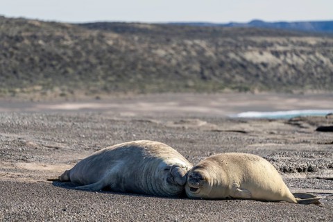 Southern elephant seal (Mirounga leonina), male and female lying head to head on a pebble beach,