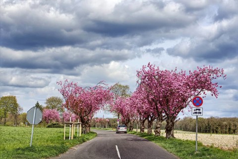 Street with blossoming cherry blossom trees (Prunus serrulata) and a car under a cloudy sky,