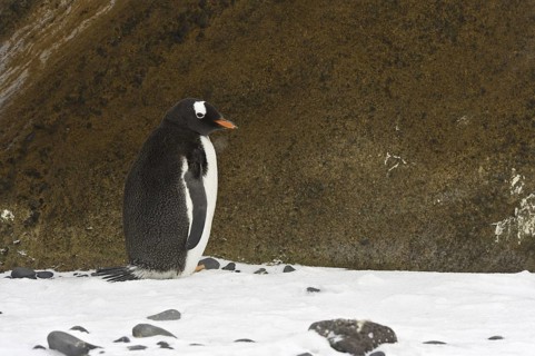 Gentoo Penguin (Pygoscelis papua), Antarctica