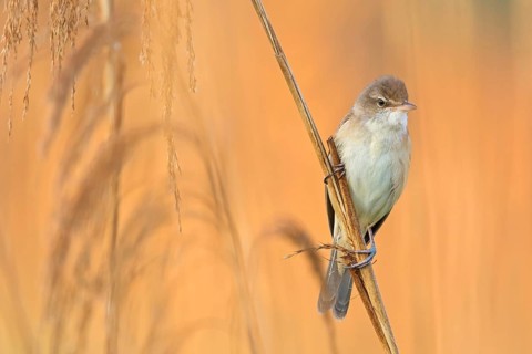 Reed warbler, (Acrocephalus arundinaceus), reedbed perch, biotope, habitat, animals, birds,
