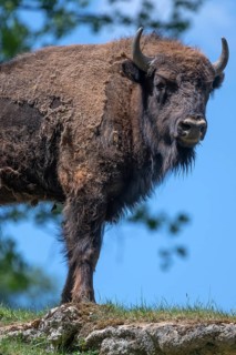 European bison (Bison bonasus) , game park, Bavaria, Germany