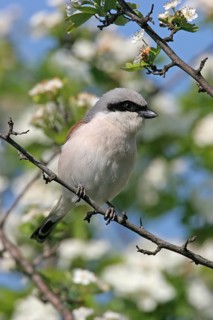 Red-backed shrike (Lanius collurio), Pie-griËche Ècorcheur, AlcaudÛn Dorsirrojo, Spider, spider,