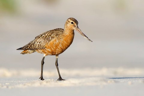 Bar-tailed Godwit (Limosa lapponica) male foraging, Poland