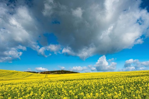 Rape field with blue sky and clouds, Rügen, Bergen, Mecklenburg-Western Pomerania, Germany