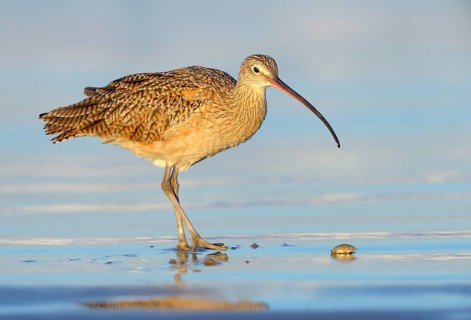 Long-billed Curlew (Numenius americanus) - Morro Bay, California