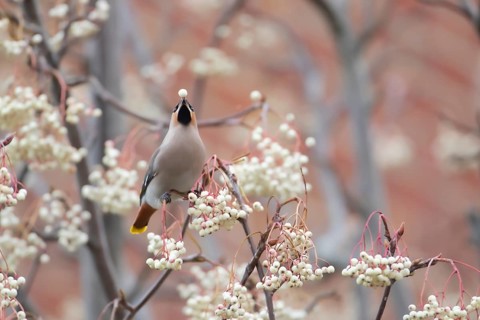 Bohemian waxwing (Bombycilla garrulus) adult bird feeding on a Sorbus tree berry on a housing