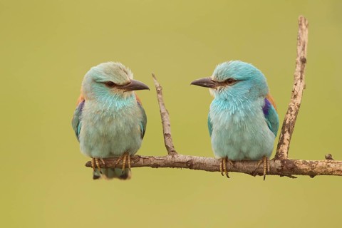 European Roller (Coracias garrulus) pair perched on a branch, Serbia