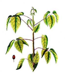 Burseria gummifera, white gum tree or American balsam, digital reproduction of a historical model,