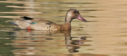 Brazilian Teal (Amazonetta brasiliensis), Arizona, USA