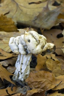 Common white, white saddle fungus, elfin saddle (helvella), common helvel (Helvella crispa)