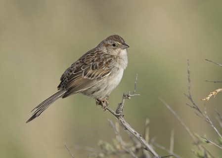 Cassin's Sparrow (Peucaea cassinii), Colorado, USA