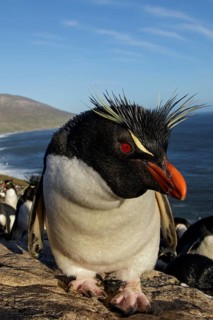 Rockhopper Penguin (Eudyptes chrysocome) at a nesting colony in the Falkland Islands