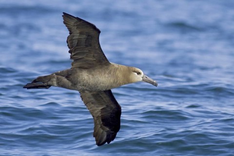 Black-footed Albatross (Phoebastria nigripes) flying, Washington, USA