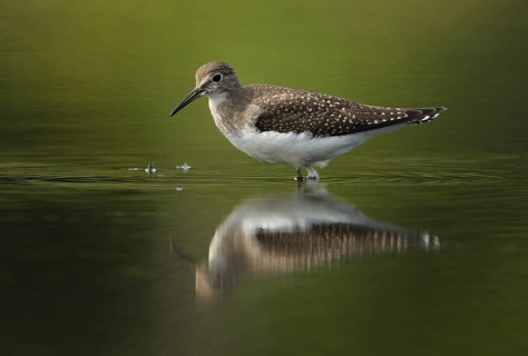 Solitary Sandpiper (Tringa solitaria), British Columbia, Canada