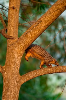 Pangolin climbing a tree, White-bellied pangolin (Phataginus tricuspis, Manis tricuspis), Western