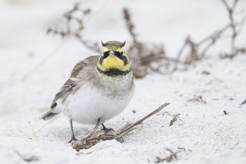 Horned Lark - Ohrenlerche - Eremophila alpestris flava, Germany