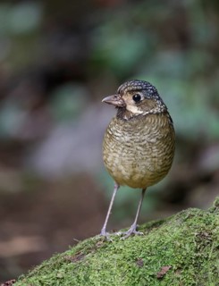 Variegated Antpitta (Grallaria varia), Atlantic rainforest, Brazil