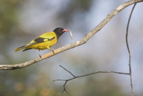 Black-hooded Oriole (Oriolus xanthornus) with prey in its beak, Huai Kha Khaeng, Thailand